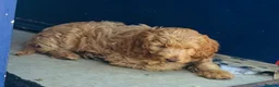 Cockapoo dogs for sale: Teddybears - Advert 6