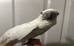 Parrots birds for sale: Hand Reared Baby Triton Cockatoo - Image 4