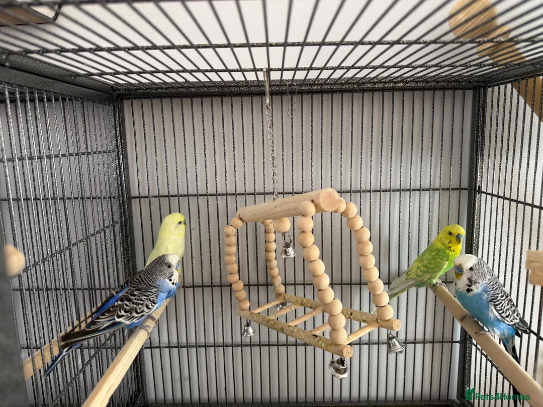 Budgerigars birds for sale: 4 x budgies  in Chester - Advert 1