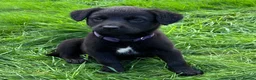 Mixed Breed dogs for sale: HUNTADOR PUPPIES READY FOR THEIR NEW HOMES!  - Advert 11
