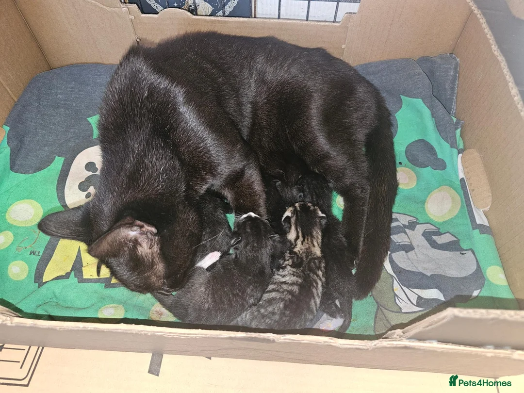 Mixed Breed cats for sale: KITTENS FOR SALE READY TO LEAVE NOW - Advert 2