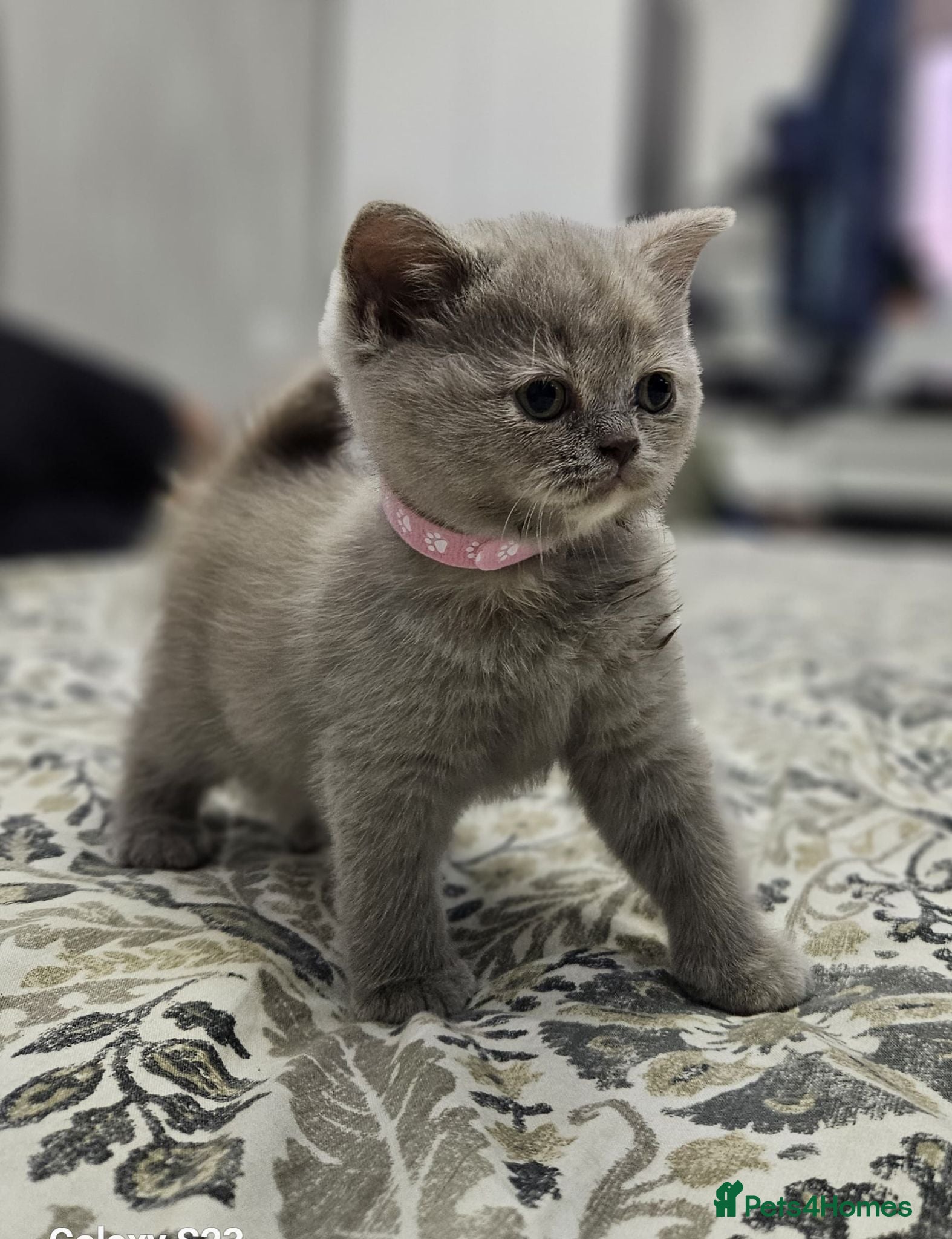 British Shorthair cats British short hair kittens  - Advert 1