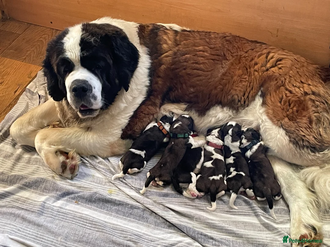 Saint Bernard dogs for sale: Female Kc registered Saint Bernard puppies  - Advert 7