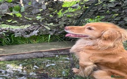 Mixed Breed dogs for sale: READY 2 left - cocker spaniel mix.  - Image 4