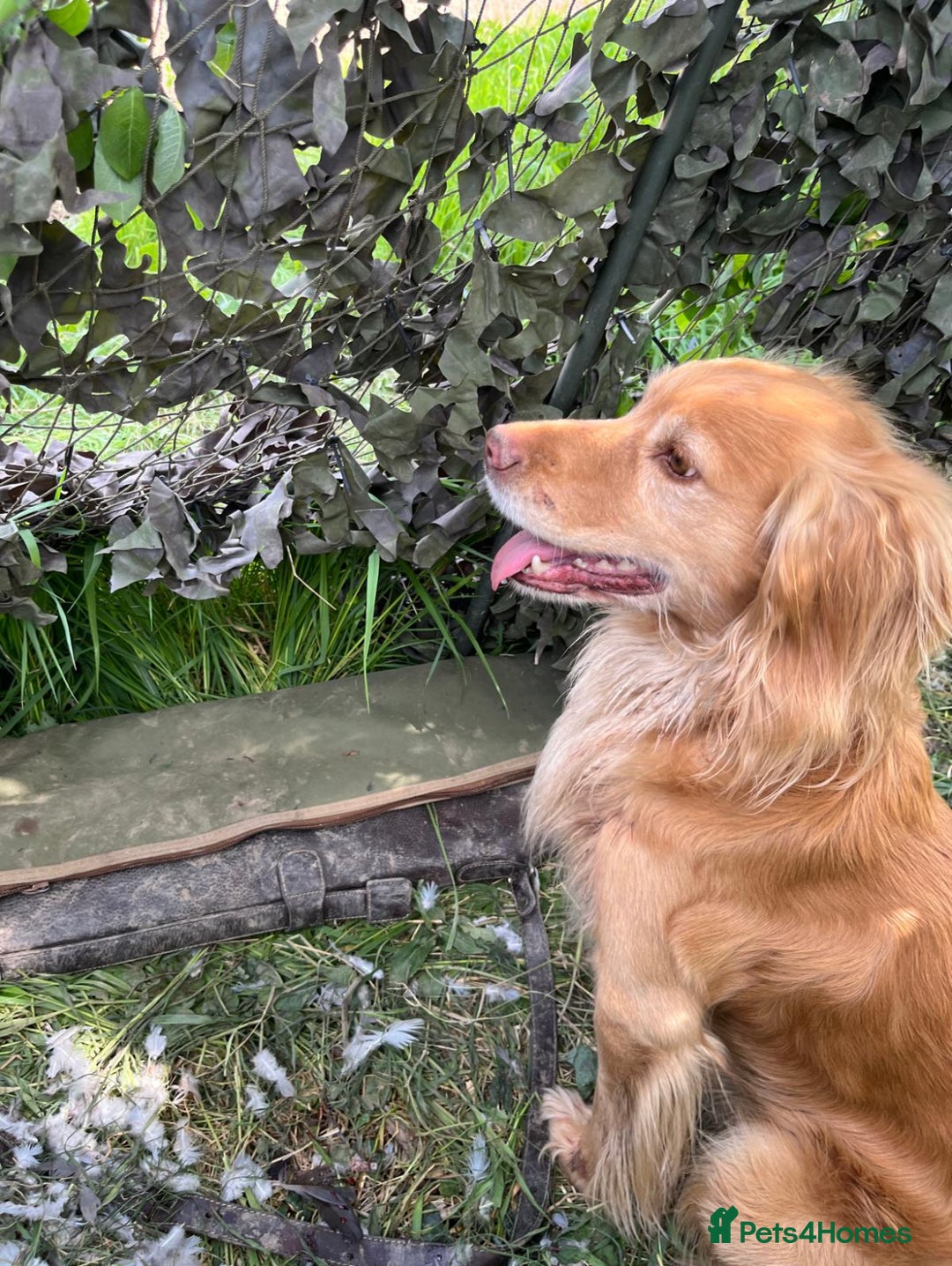 Mixed Breed dogs for sale: READY 2 left - cocker spaniel mix.  - Image 4