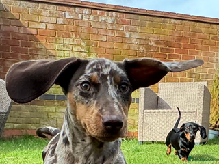 Miniature Dachshund dogs KC reg miniature dachshund puppies 4 girls 4 boys - Advert 3