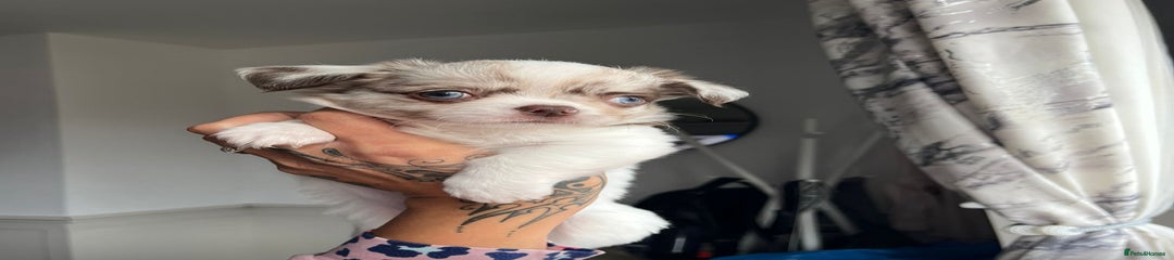 Chihuahua Puppy 1