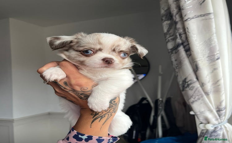 Chihuahua dogs - Advert 1