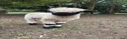 Sheep livestock for sale: 2 pedigree valais ewes and 2 gritstone ewes - Advert 1