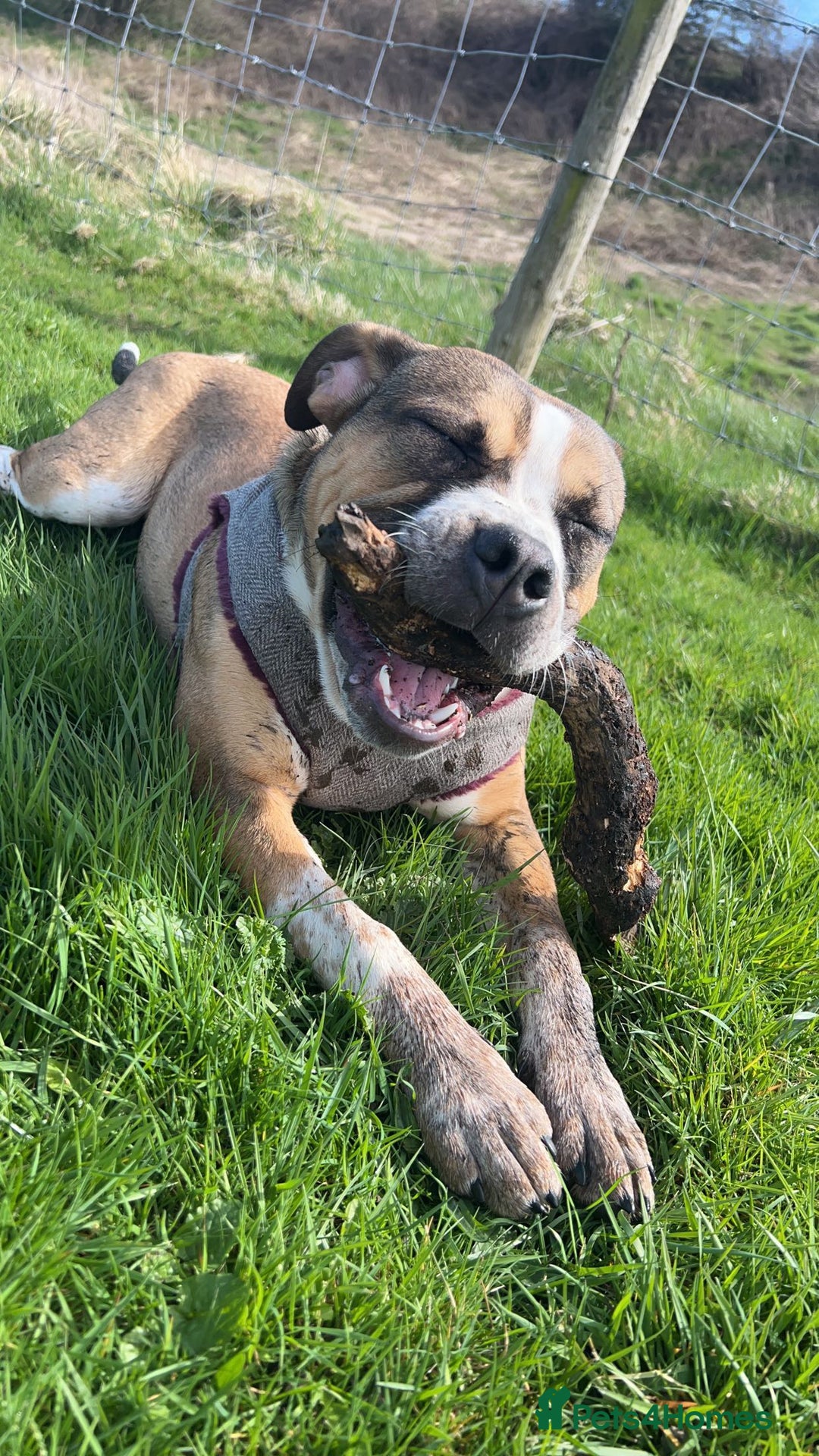 Mixed Breed dogs for sale: Female looking for home - Image 9