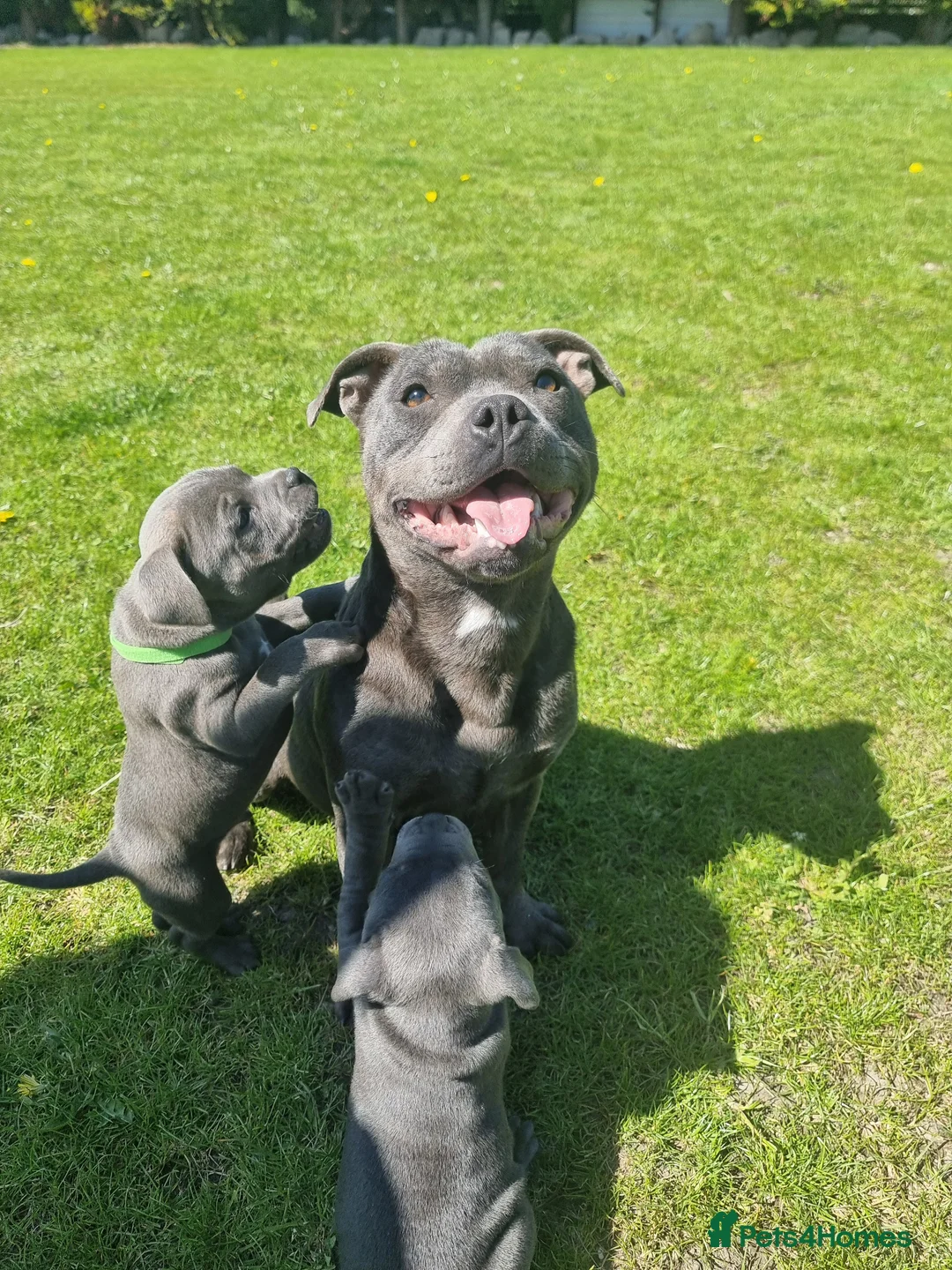 Staffordshire Bull Terrier dogs for sale: Full pedigree blue Staffordshire bull terrier  in Rhyl - Advert 2