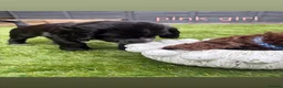 Cocker Spaniel dogs for sale: Working KC Registered Cocker Spaniel Pups. in Livingston - Advert 3
