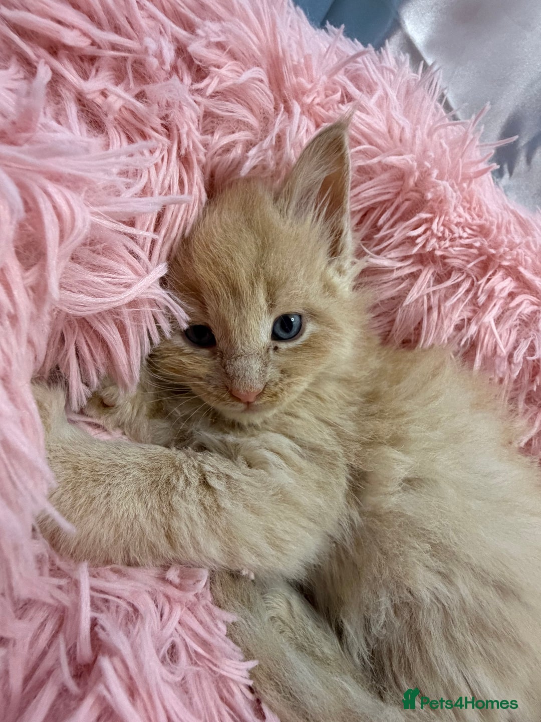 Maine Coon cats for sale: TICA REGISTERED MAINE COON KITTENS - Advert 11