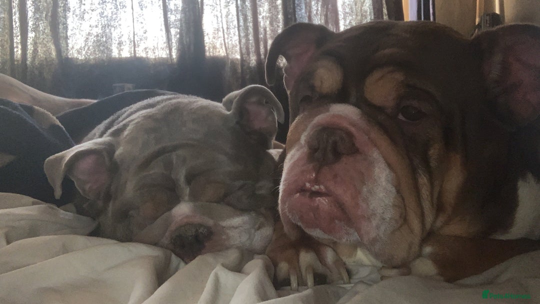English Bulldog dogs for sale: Kc reg Chocolate bulldog for sale  - Image 7