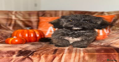 Shihpoo dogs - Advert 5