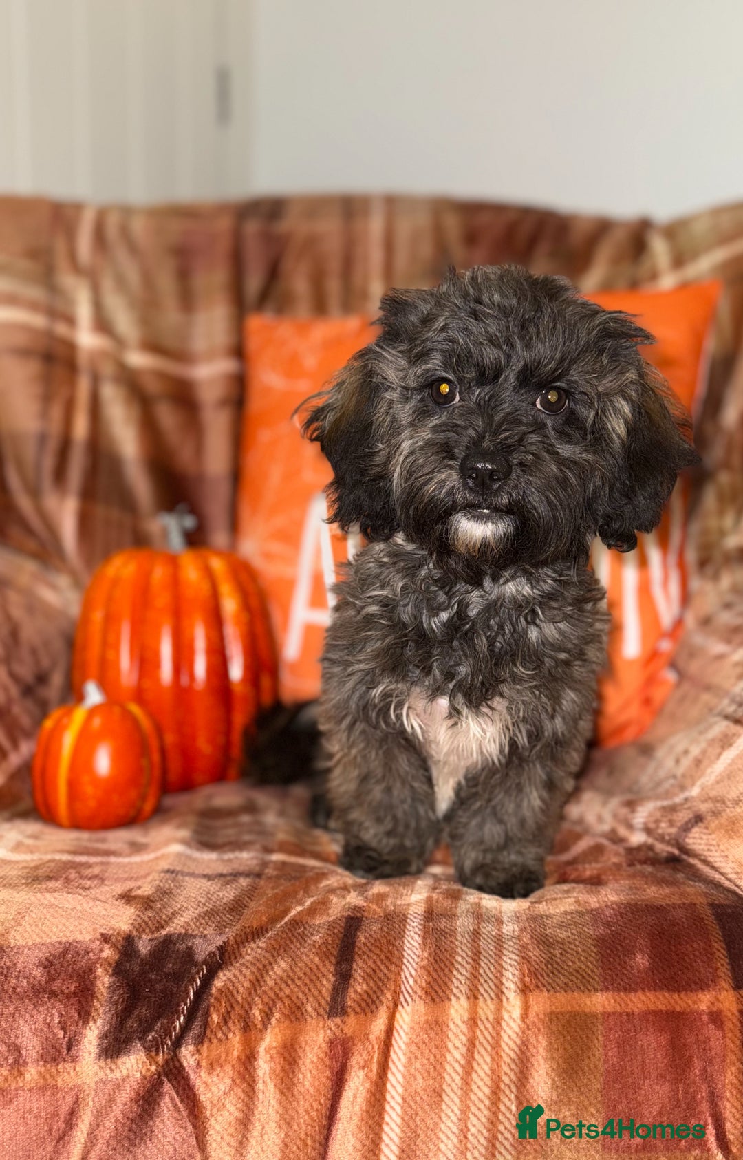 Shihpoo dogs for sale: 🩷 Beautiful Shihpoo Girl available 🩷 - Image 3