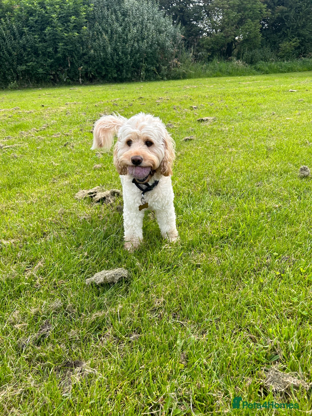 Cockapoo dogs for stud: Beautiful apricot cockapoo for stud in Hartlepool - Advert 7