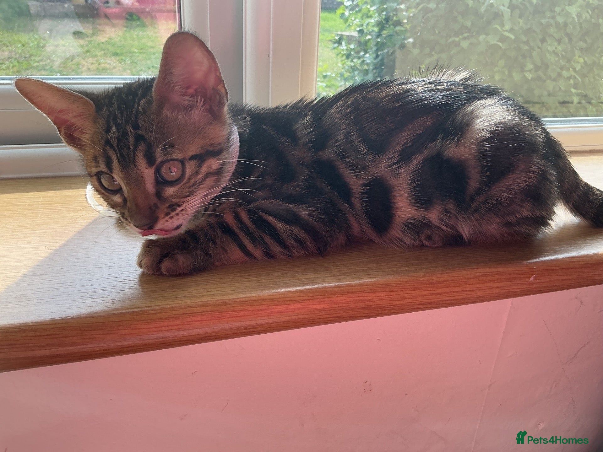 Bengal cats Adorable Bengal kittens reg pedigree ready now  - Advert 2