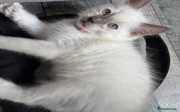 Ragdoll cats for sale: 3 Female Purebred Ragdoll Kittens - Image 10