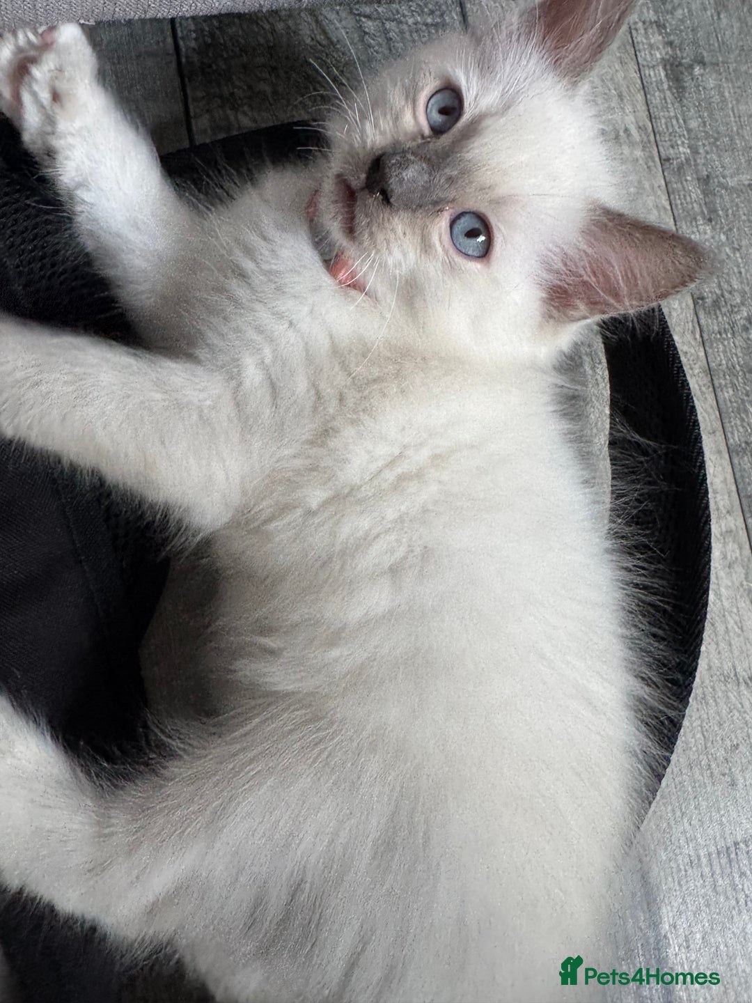Ragdoll cats for sale: 3 Female Purebred Ragdoll Kittens - Image 10