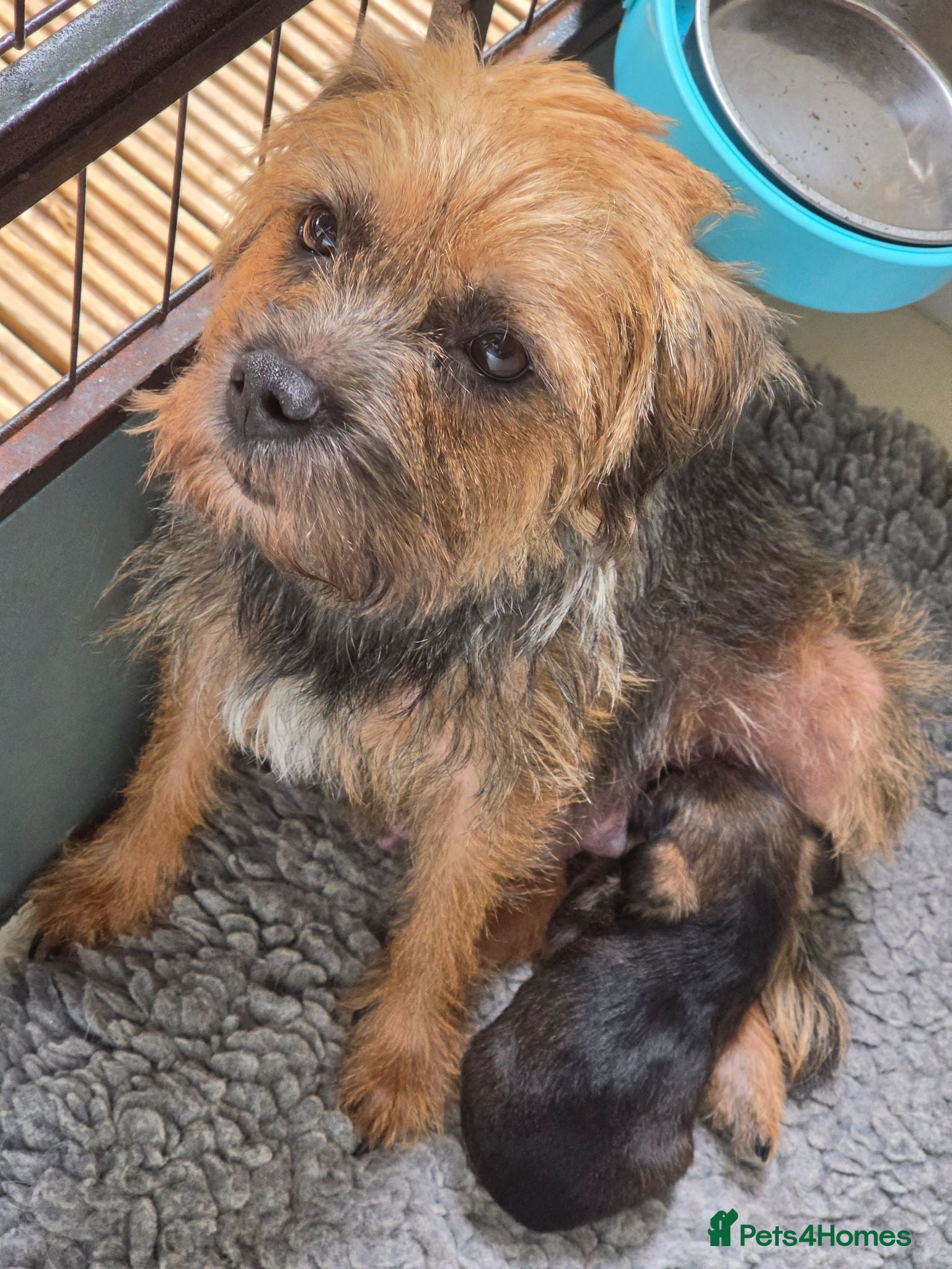 Border Terrier dogs Exceptional quality summer puppies.  - Advert 1