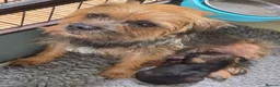 Border Terrier dogs for sale: Exceptional quality summer puppies.  - Advert 1