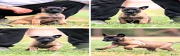 Belgian Shepherd Dog dogs for sale: KC registered NVBK line dog pup. - Advert 4