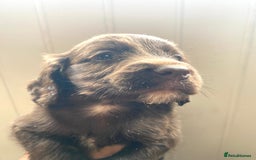 Cocker Spaniel dogs for sale: Exceptional working cocker spaniels  - Image 8