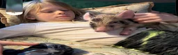 Pig livestock for sale: Miniature / Micro Piglets - Advert 4