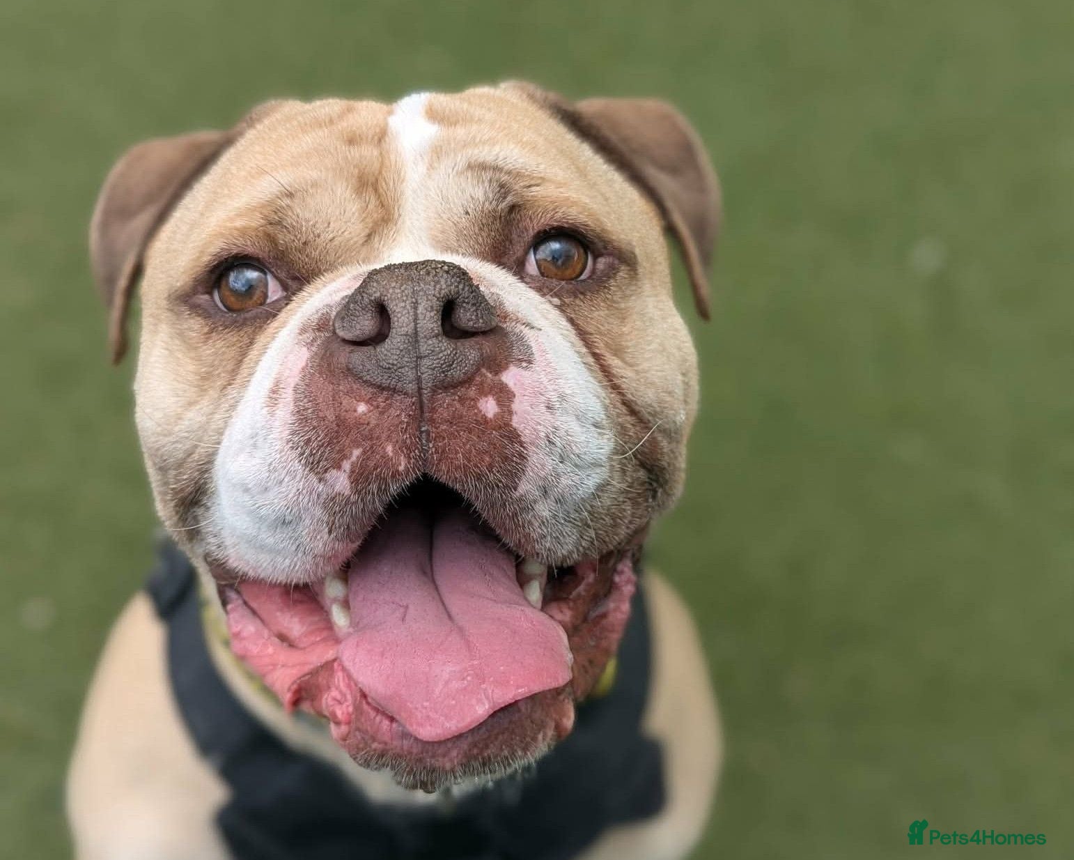 English Bulldog dogs Duggie  - Advert 1