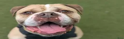 English Bulldog dogs for adoption: Duggie  - Advert 1