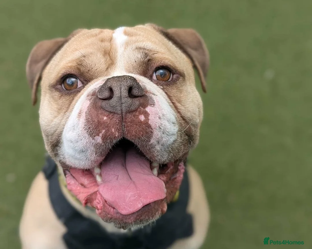 English Bulldog dogs for adoption: Duggie  - Advert 1