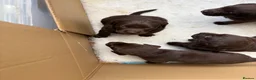 Labrador Retriever dogs for sale: Beautiful Chocolate Labrador Puppies - 09/03/2026 - Advert 22