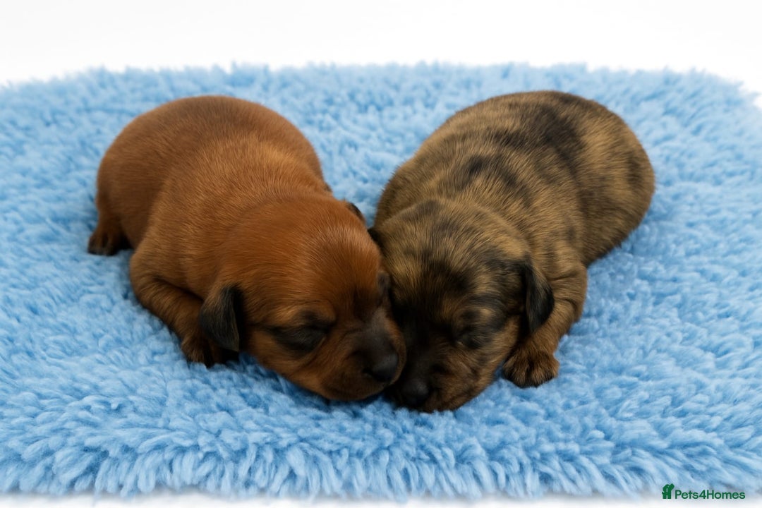 Miniature Dachshund dogs for sale: Miniature long haired daschunds  - Advert 2