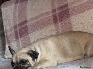 Frug dogs Frug puppies - Advert 12