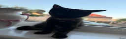 Mixed Breed cats for sale: Tortoise Female Kitten  - Advert 22
