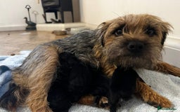 Border Terrier dogs for sale: Border Terrier pups - Blue & Tan - Image 8