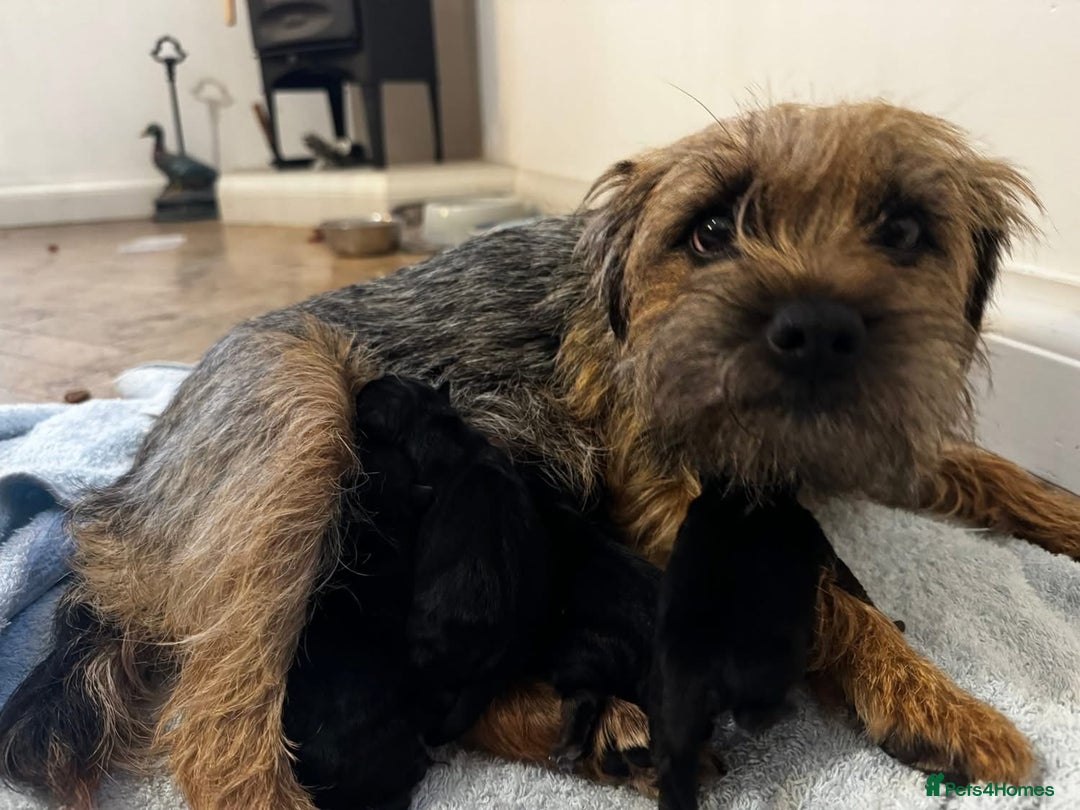 Border Terrier dogs for sale: Border Terrier pups - Blue & Tan - Image 8