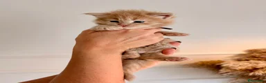 Maine Coon 3