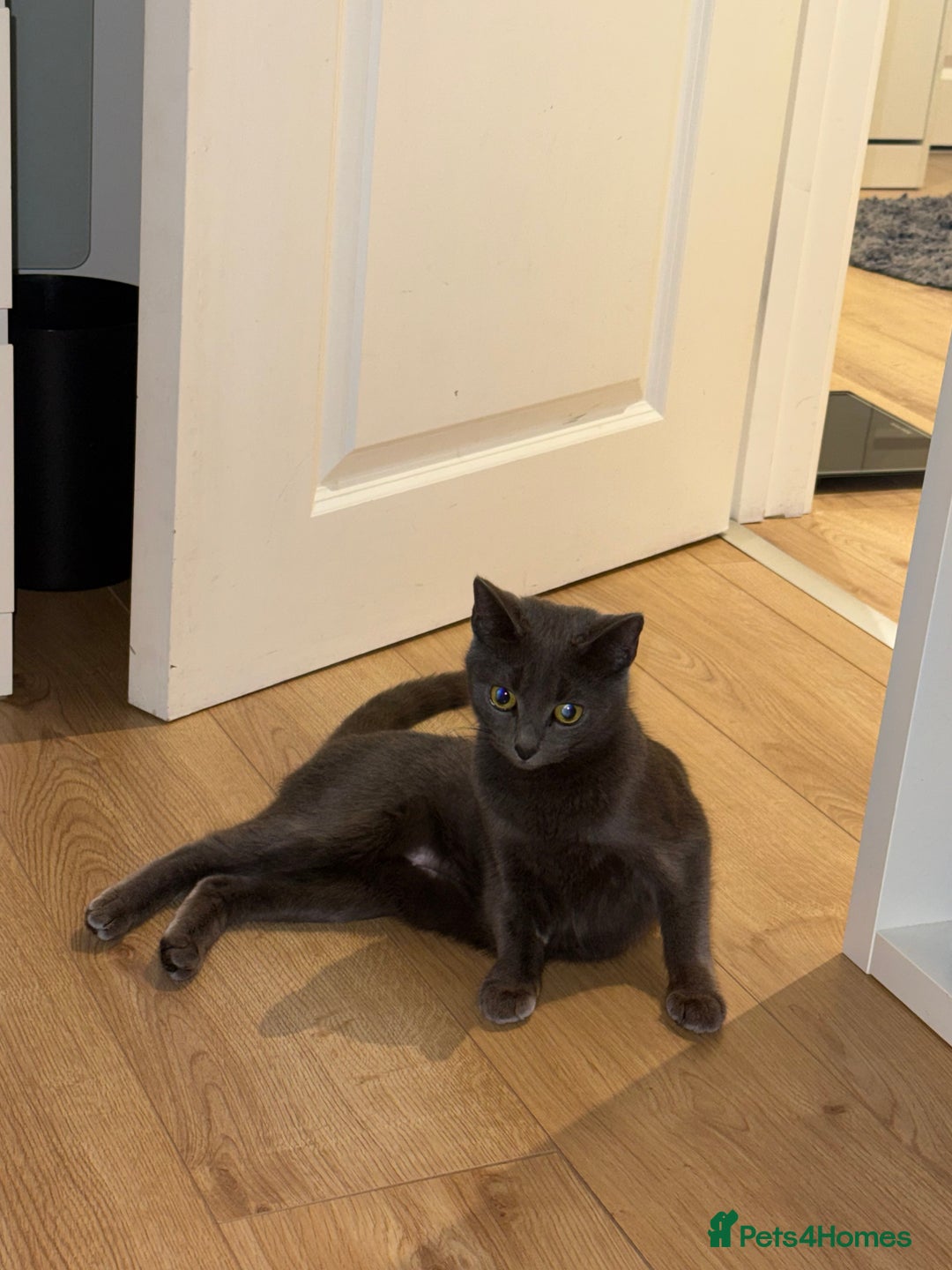 British Shorthair cats for sale: Beautiful Grey British Shorthair Cat  - Image 5