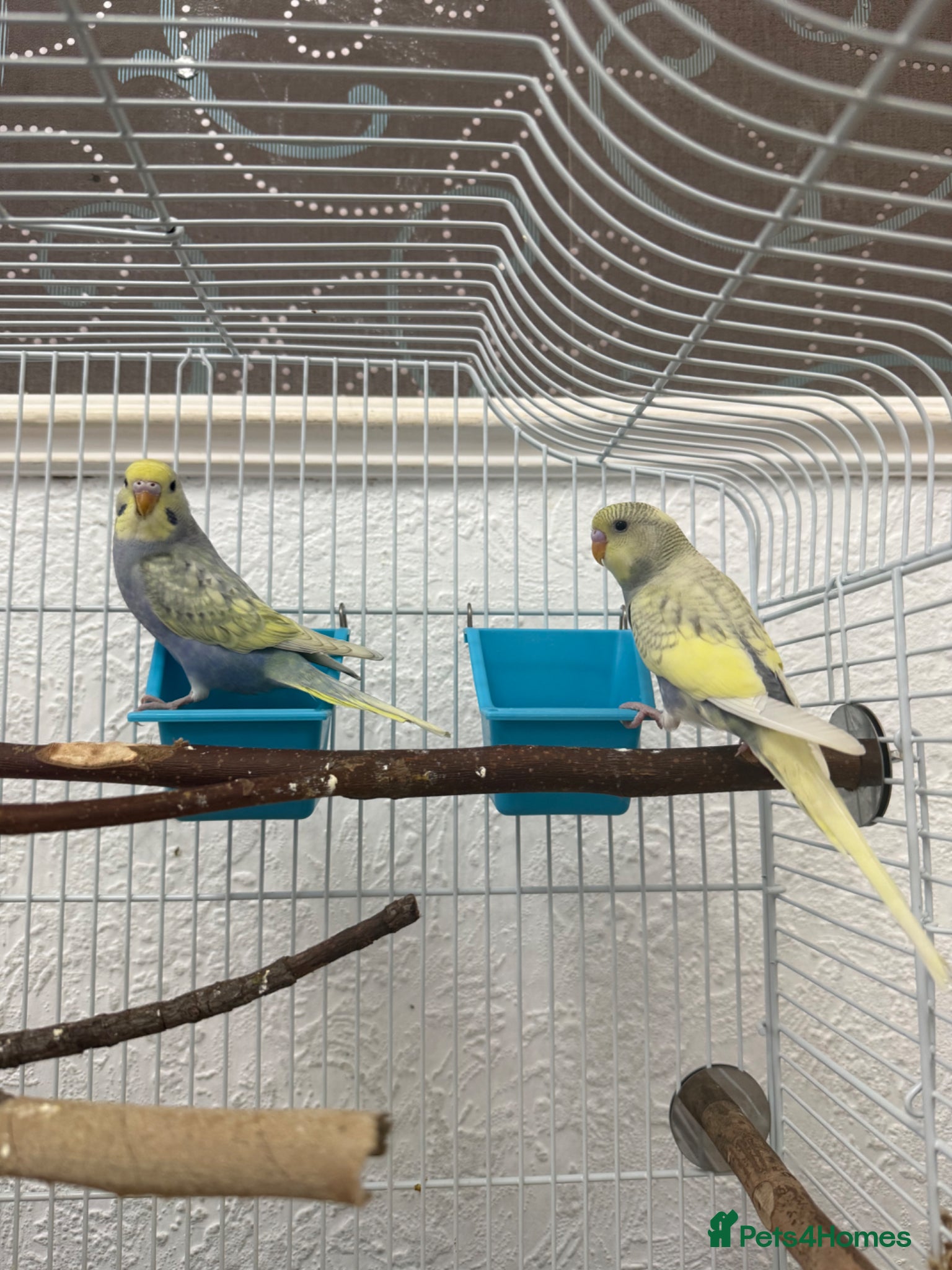 Budgerigars birds 2 young budgies 6-8 weeks old  - Advert 9