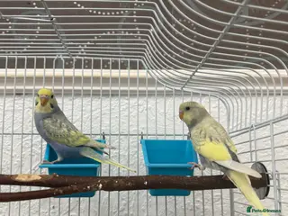 Budgerigars birds 2 young budgies 6-8 weeks old - Advert 9