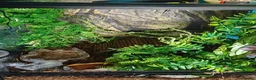 Gecko reptiles for sale: Crested Gecko  in Saint Austell - Advert 3