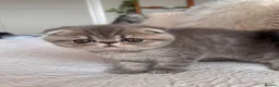 Persian cats for sale: Beautiful Scottish fold exotic Persian kittens  - Advert 11