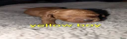 Miniature Poodle dogs for sale: Beautiful puppies  - Advert 14