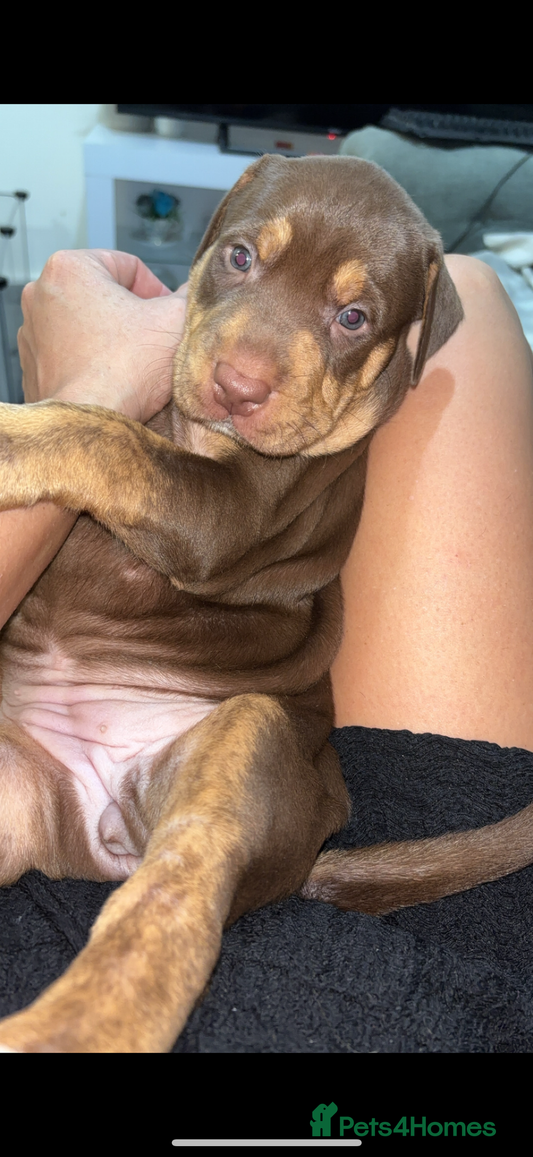 Mixed Breed dogs for sale: Second generation Female bull lurcher  - Image 12