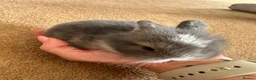 Mini Lop rabbits for sale: Mini lop - Advert 2