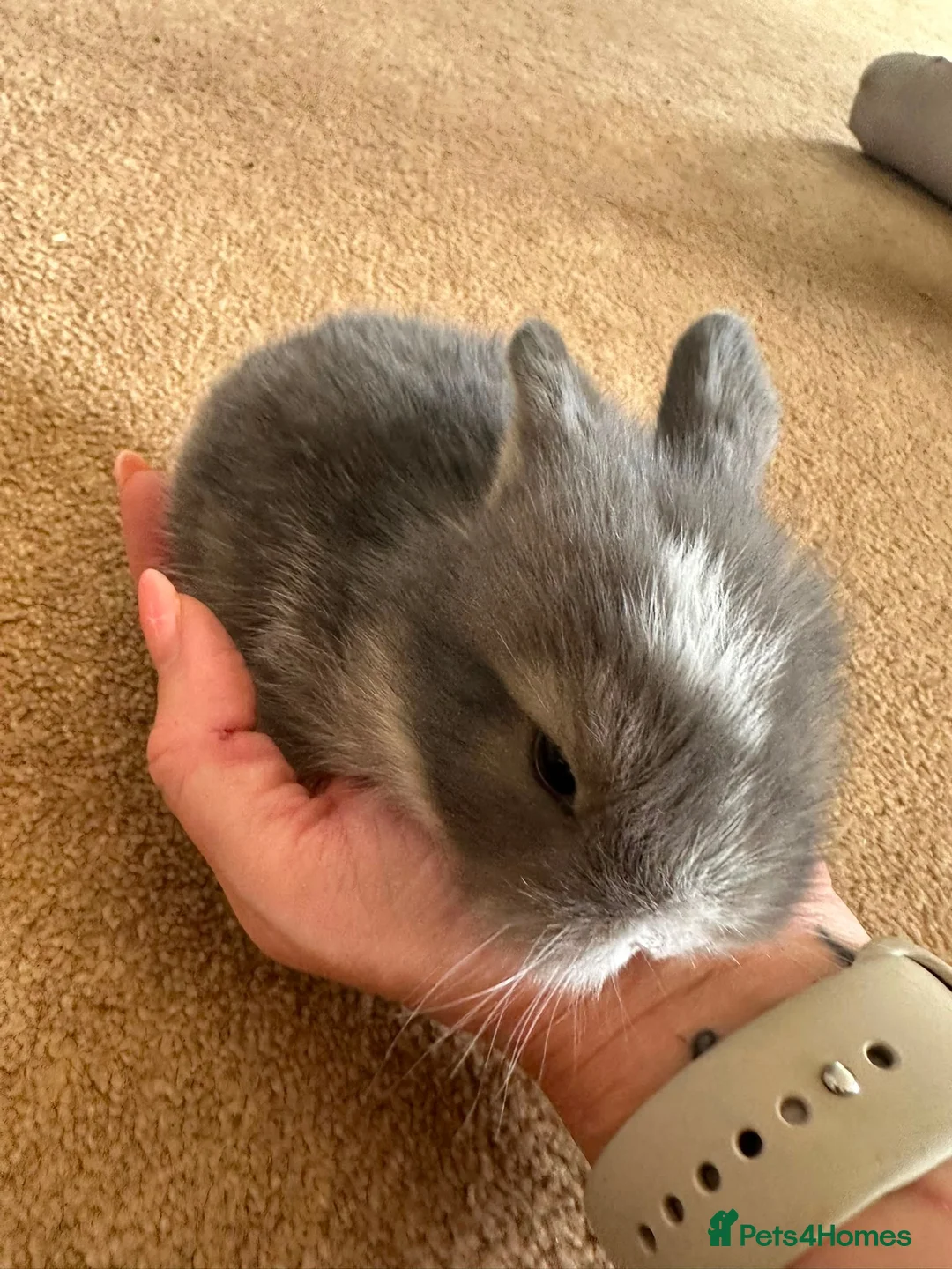 Mini Lop rabbits for sale: Mini lop - Advert 2