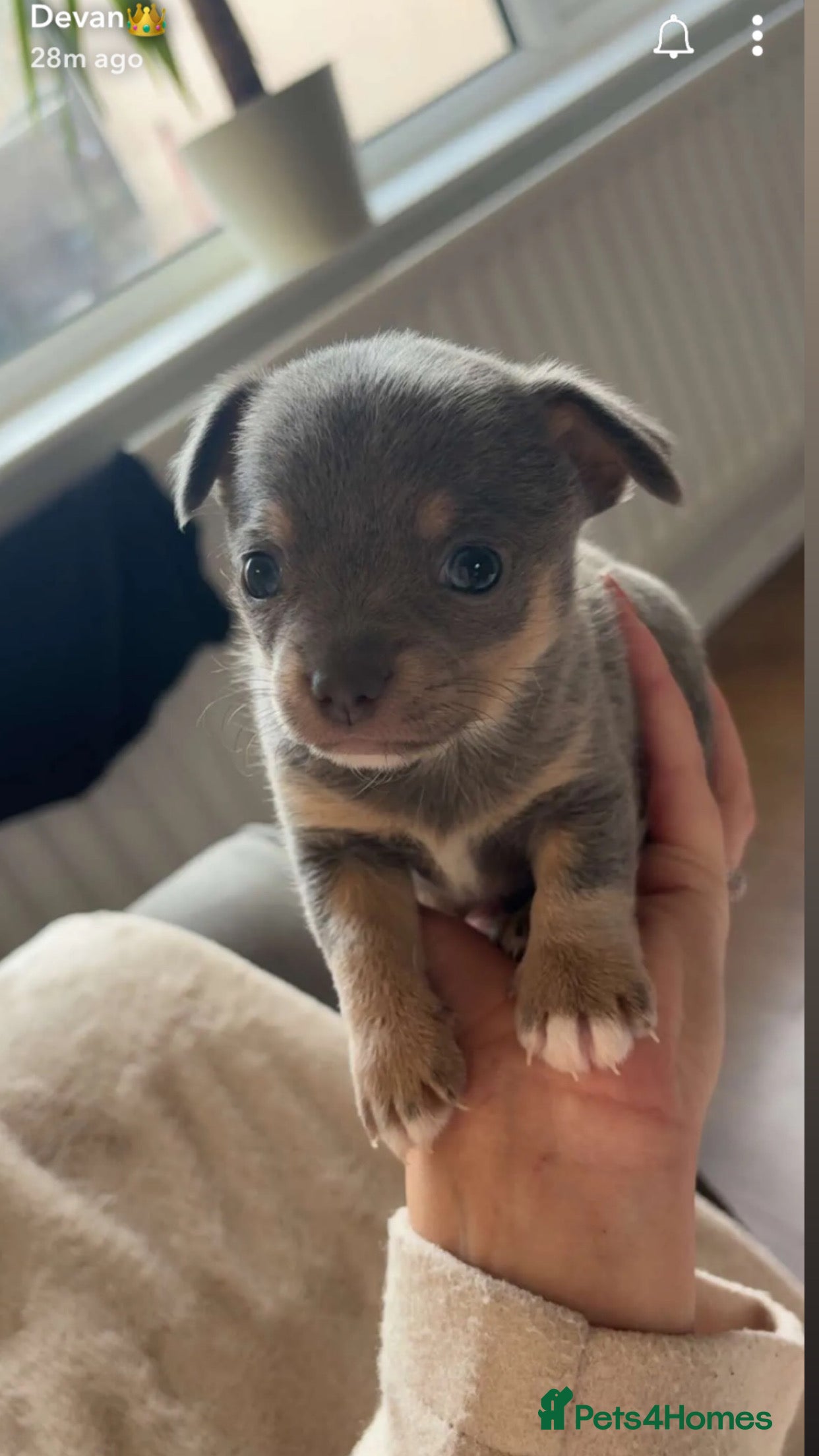 Chihuahua dogs Chihuahua Pups  - Advert 16