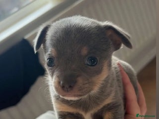 Chihuahua dogs Chihuahua Pups - Advert 9